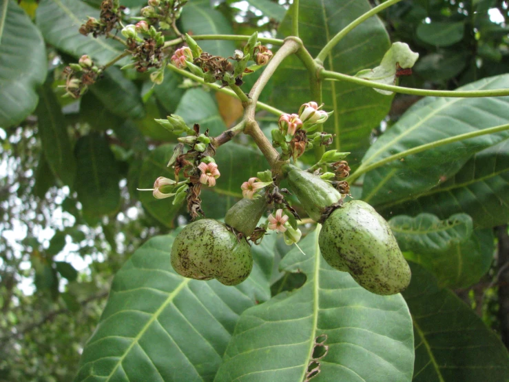 small green buds hang from a tree near leaves