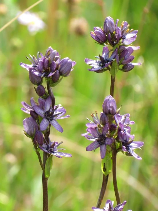 the purple flowers are almost ready to bloom