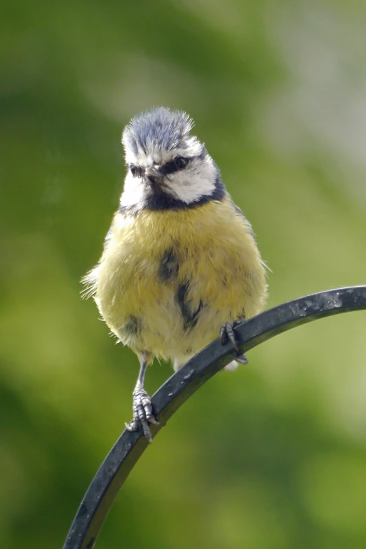 a small blue gray and white bird sits on a metal stem