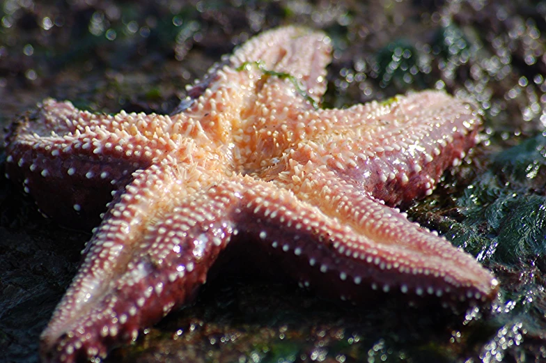 a close up of a starfish laying on the sand