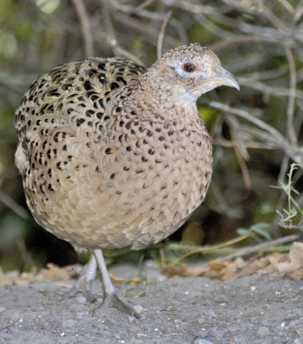 small bird walking on ground near bushes and stones