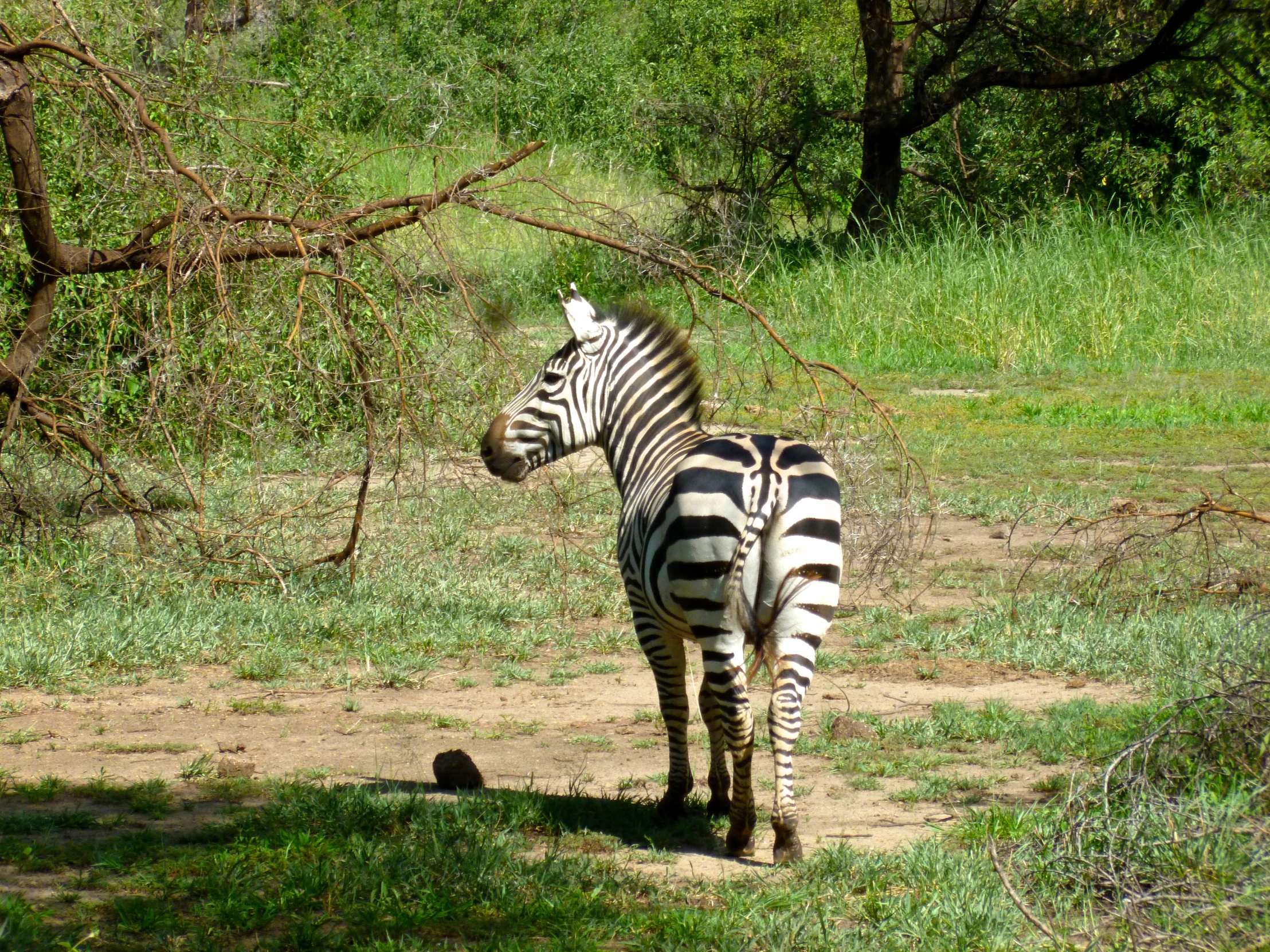 a ze standing in the middle of an open field