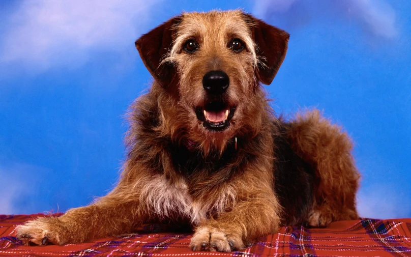 a dog that is laying down with its front paws up