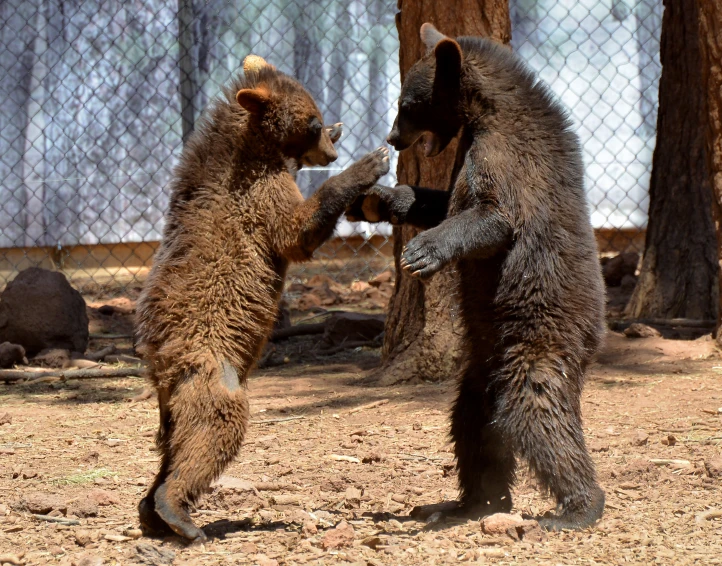two bears interacting at the zoo enclosure