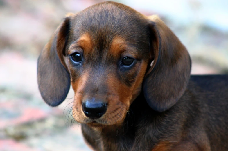 a puppy standing in the dirt looking forward