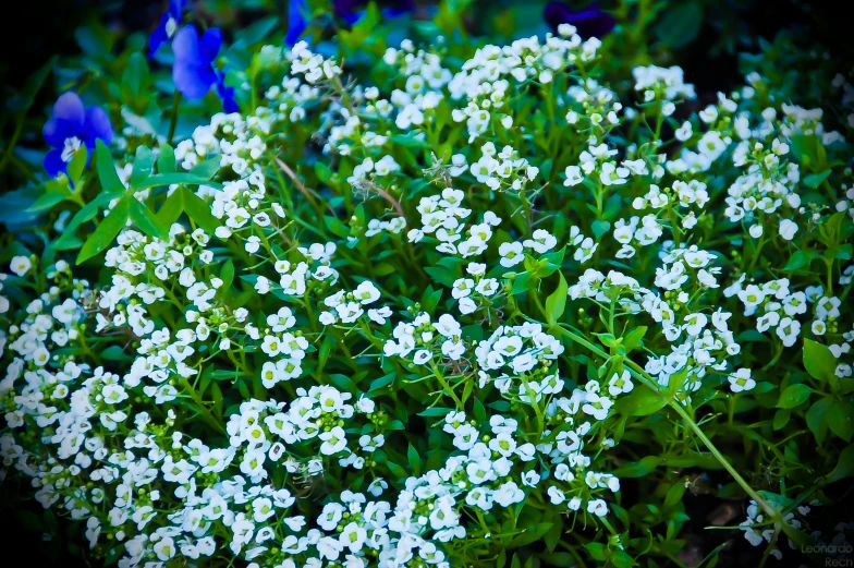 there is a bunch of flowers sitting in the bushes