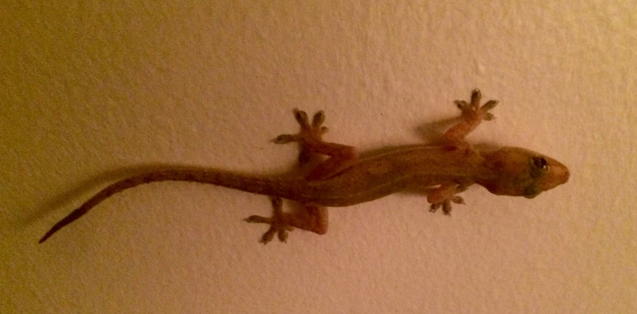a gecko on the wall, probably in front of a tv
