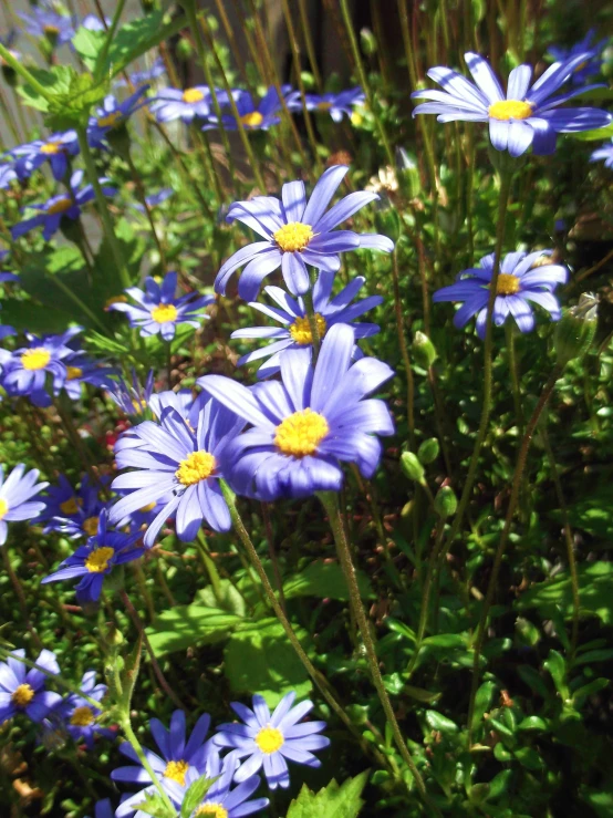 a group of blue flowers sitting next to a fence