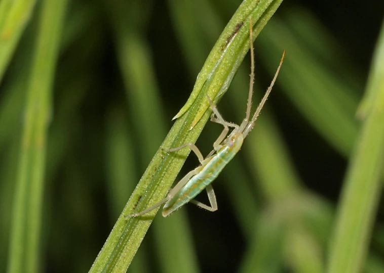 a bug sitting on a plant limb near some leaves