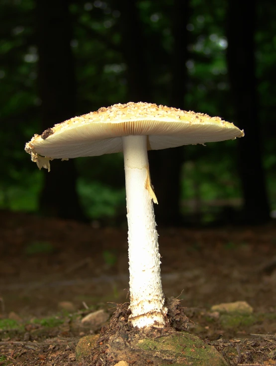 a white mushroom growing in the middle of some forest