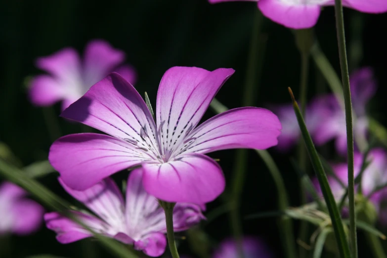 closeup of purple flower with a black background