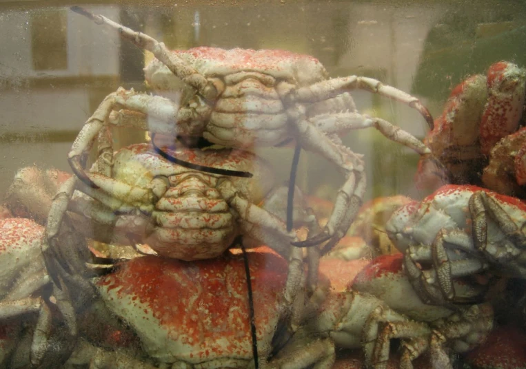 a group of crabs sitting in a glass case
