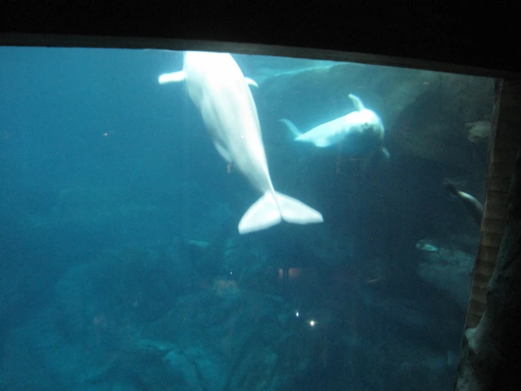 an image of a dolphin swimming under water