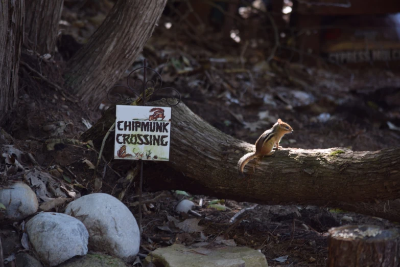 a sign sits on a log next to some rocks