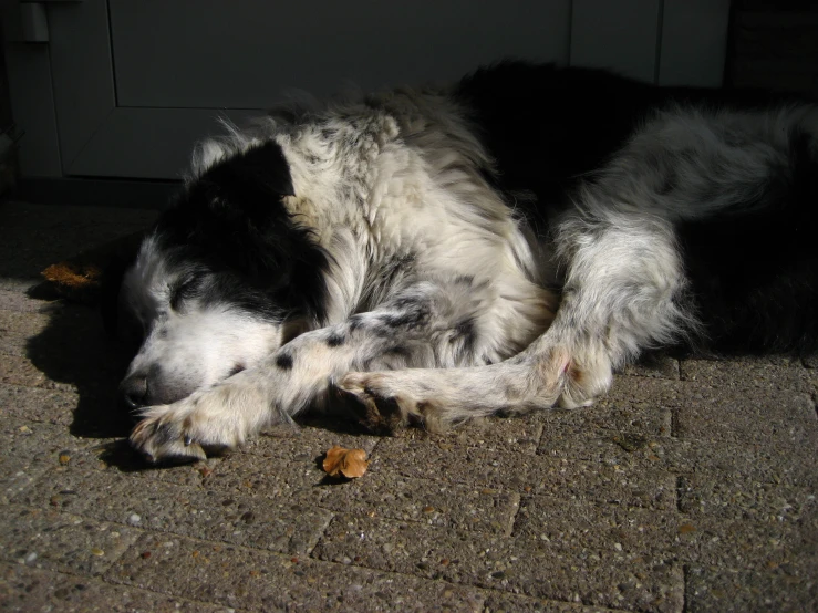 there is a black and white dog that is sleeping