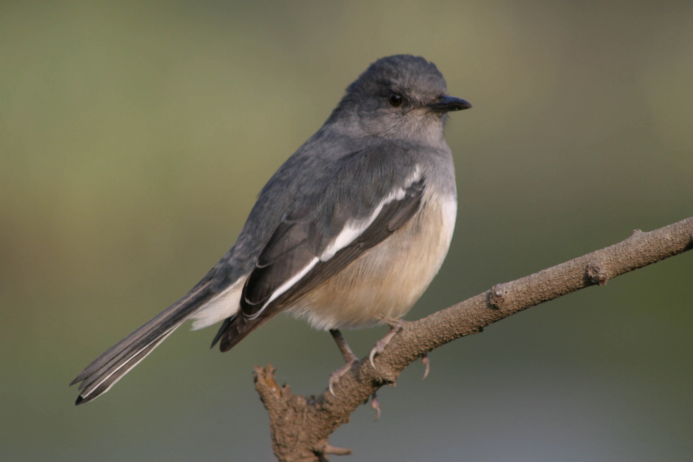 the bird is sitting on a tree limb