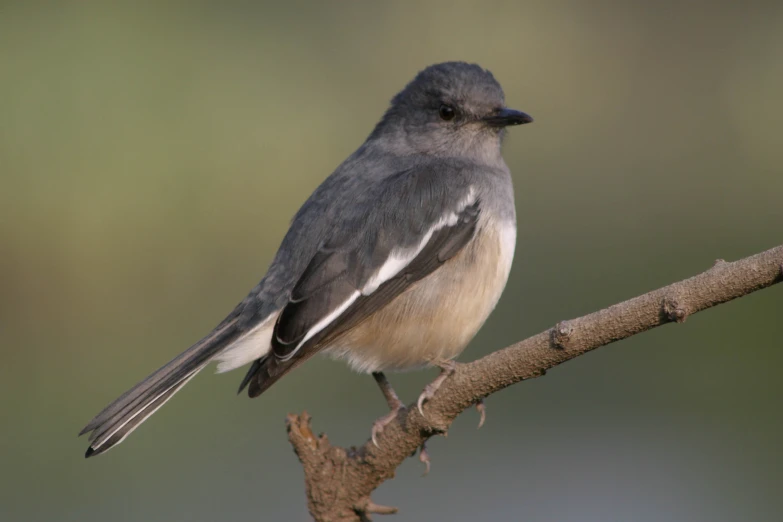 the bird is sitting on a tree limb