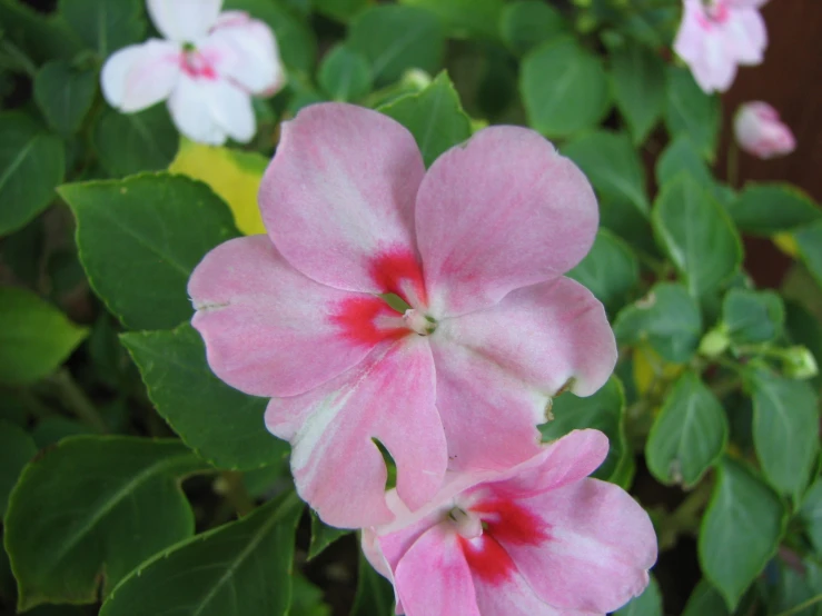 pink flower with white petals and green leaves