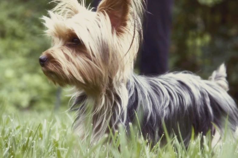 a small black and brown dog standing in the grass