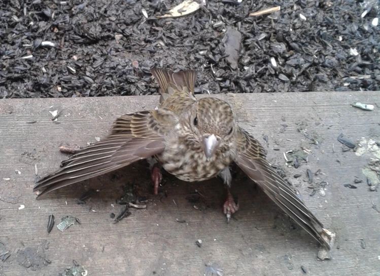 two birds sitting on the ground together with their wings open