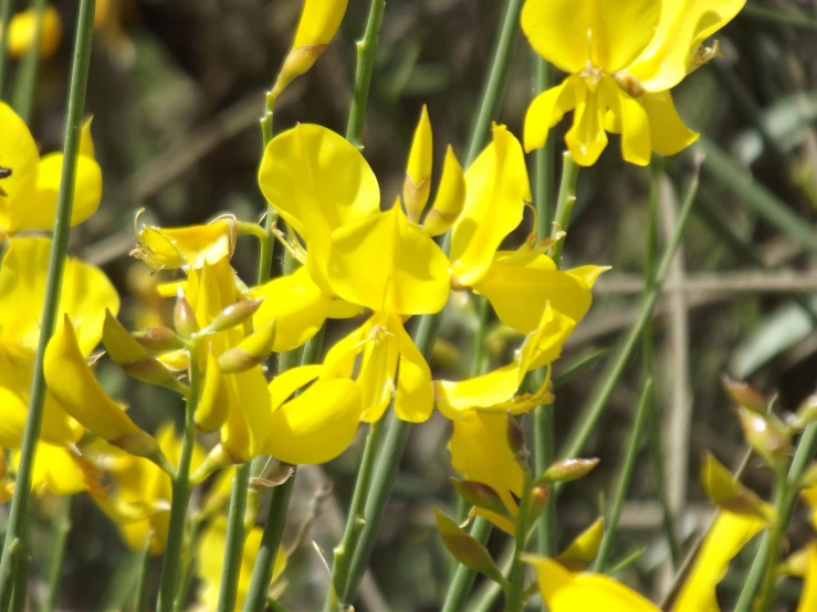 many yellow flowers are growing in the grass