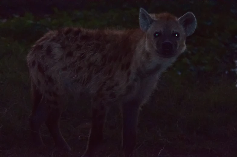 a hyena in the evening lite up by some lights