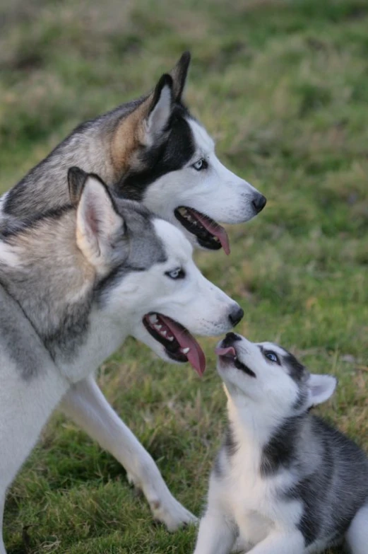 three husky puppies playing in the grass with each other