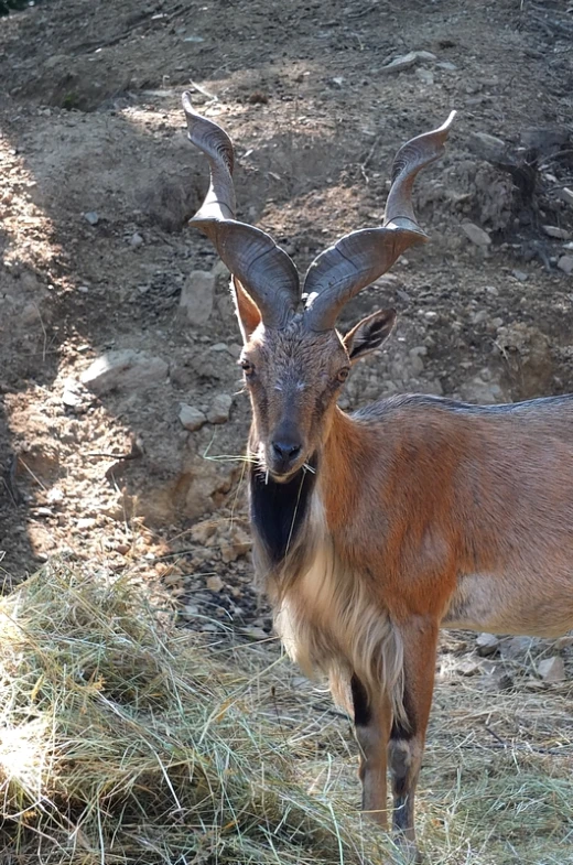 a brown goat with horns standing in some hay