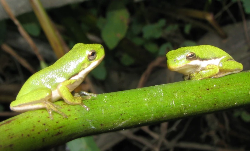 two small green frogs on a green plant