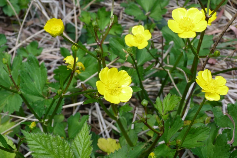 some yellow flowers grow out of a patch of green leaves