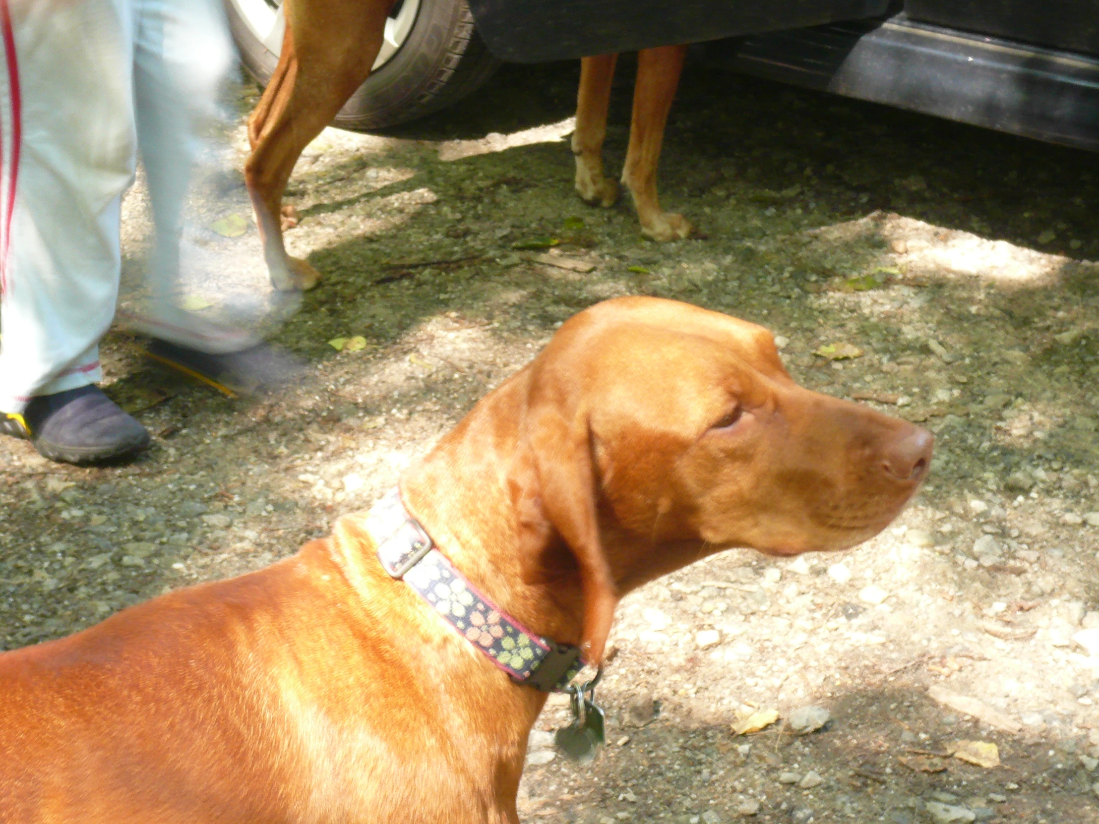 a dog that is standing in the grass