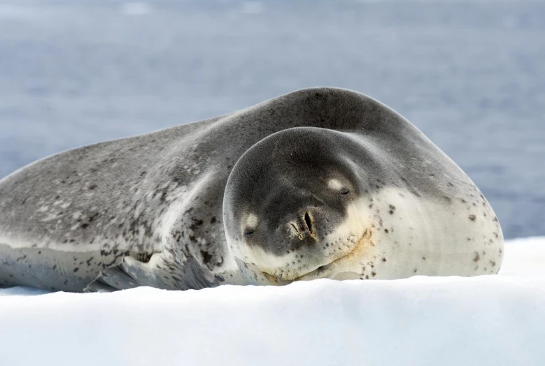 a seal is laying on the snow, looking out to sea