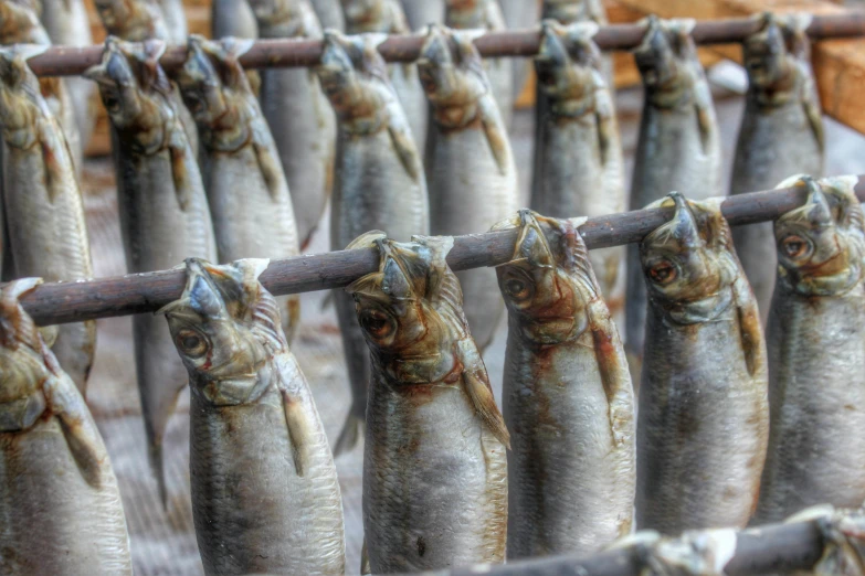 a bunch of fish hanging from an industrial bar