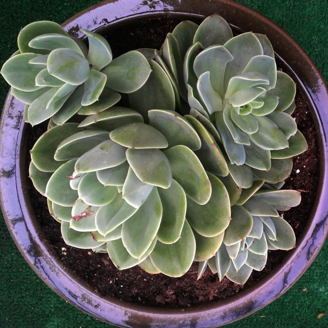 a potted plant on a table top in dirt