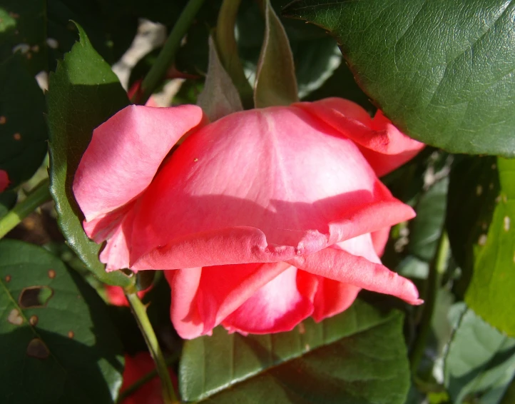 this is a close up po of a pink flower