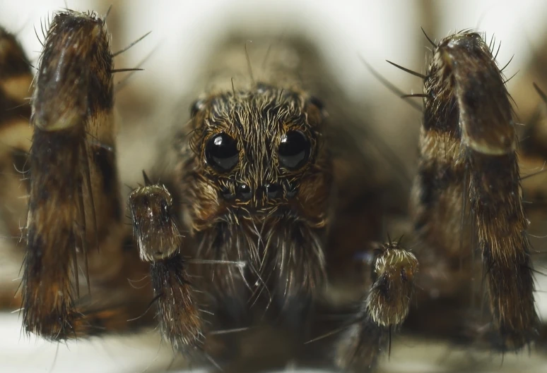 closeup of the spider with his eyes wide open