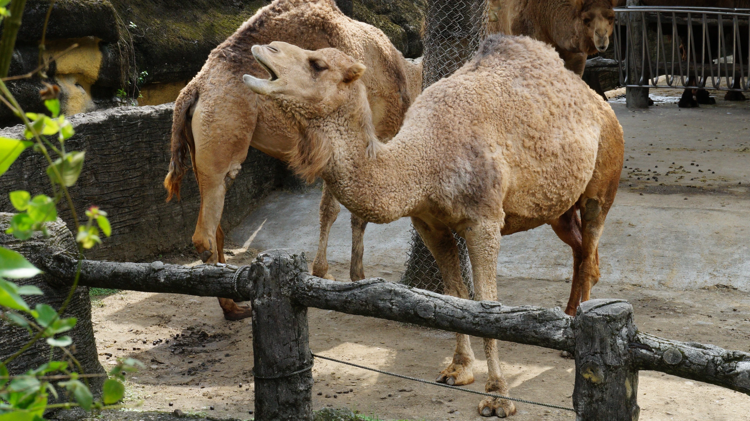 two brown camels standing next to each other