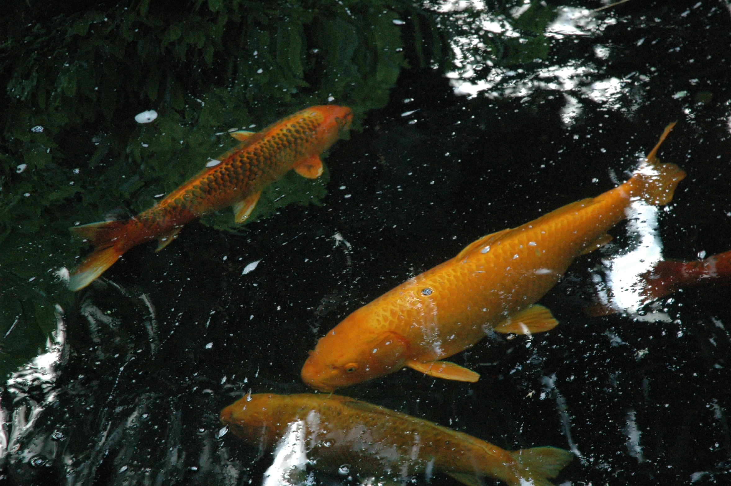 several orange and brown koi fish swimming around on a pond