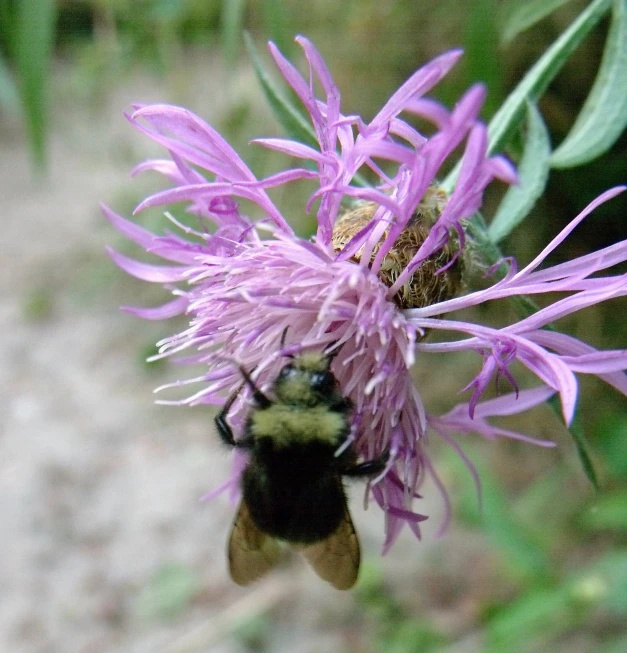 a very big pretty purple flower with a bee sitting on it