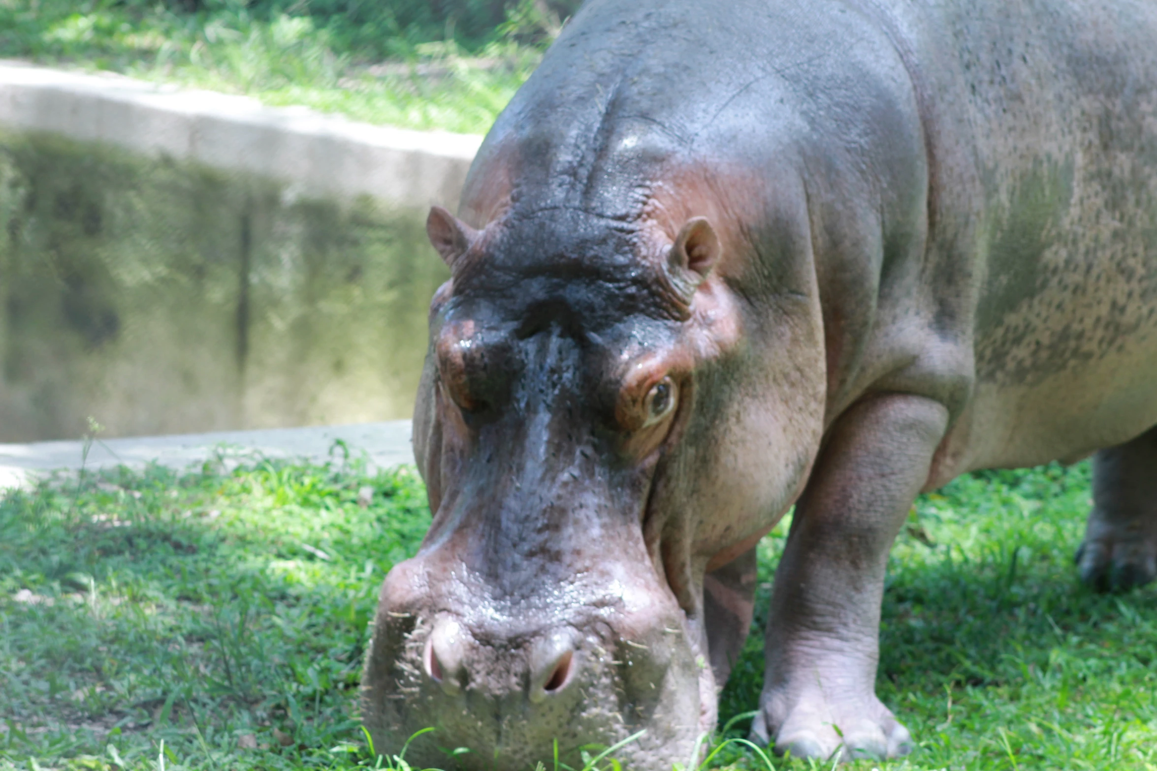 there is a large hippo that is eating grass