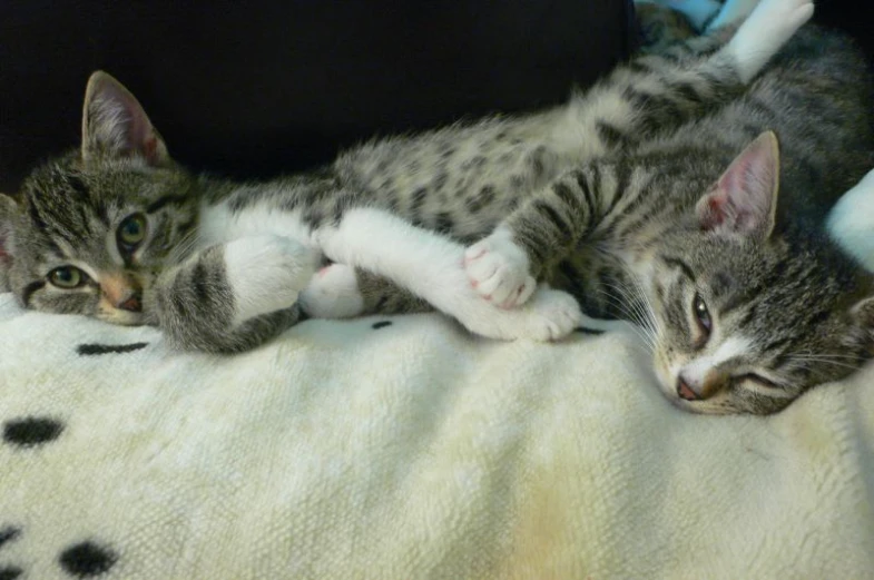 two cats napping on top of the covers of a bed