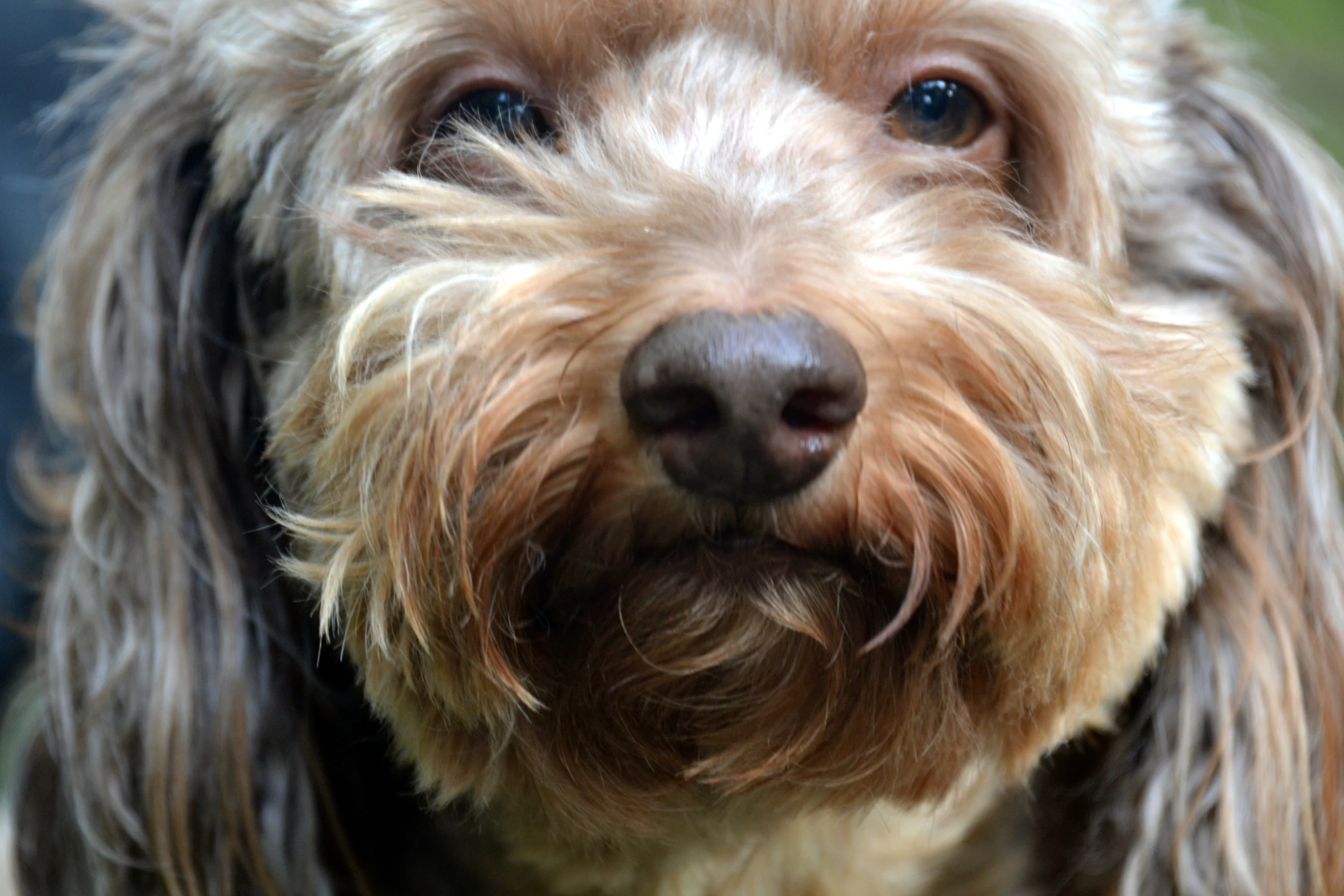 a brown dog has gy hair and sits