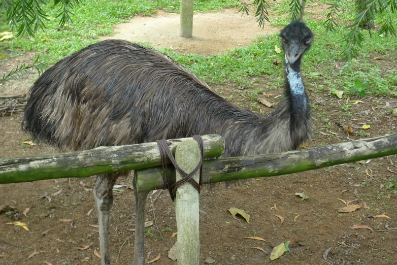 an ostrich is sitting and standing by a fence