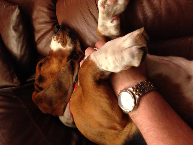 a person sitting on a brown couch holding a small dog