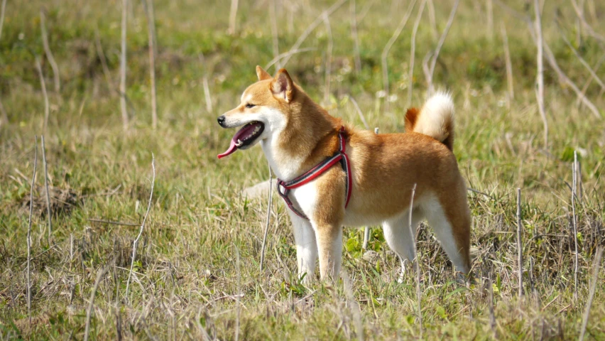 a dog with its tongue out in a field