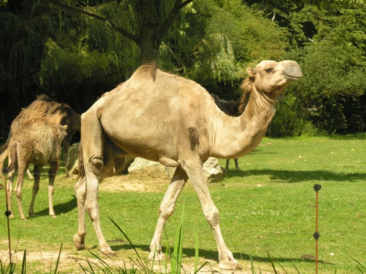 a camel walks through a green grassy field