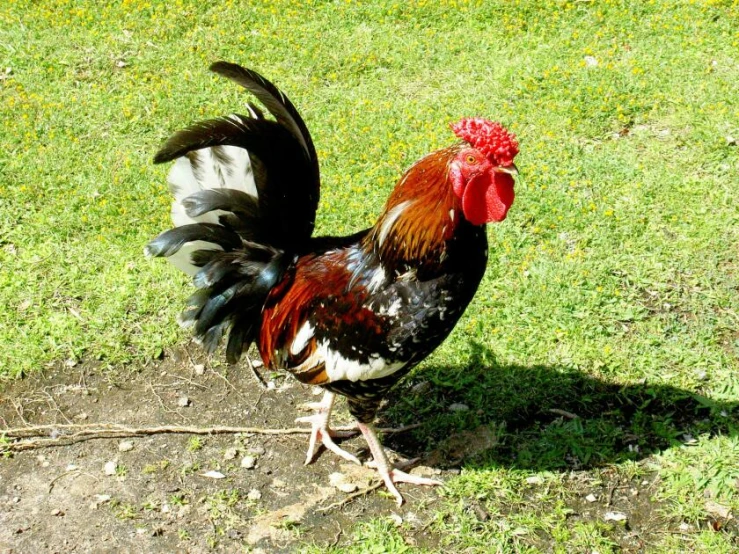 a rooster with a red comb stands on a patch of grass