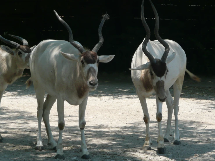 two white and brown animals standing in the shade