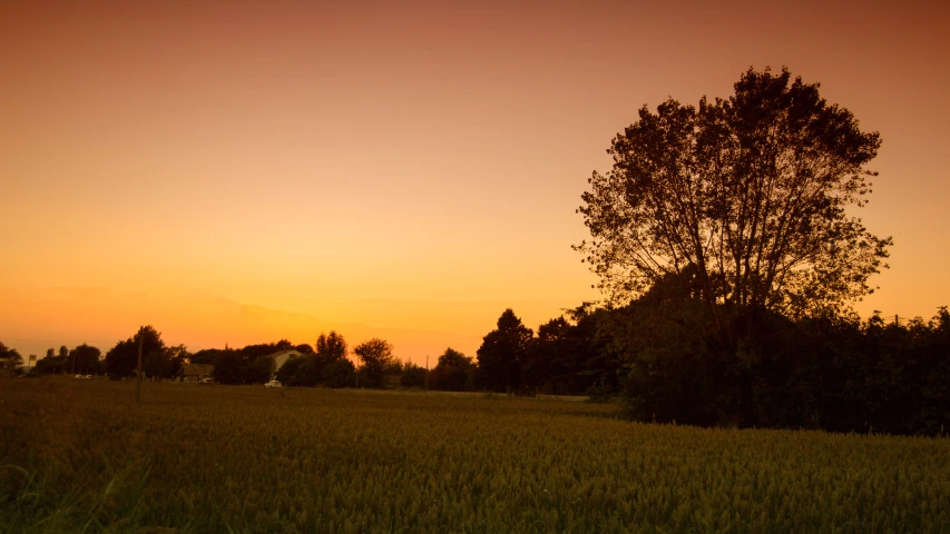 sunset on the horizon with a field of tall grass and a tree in the background