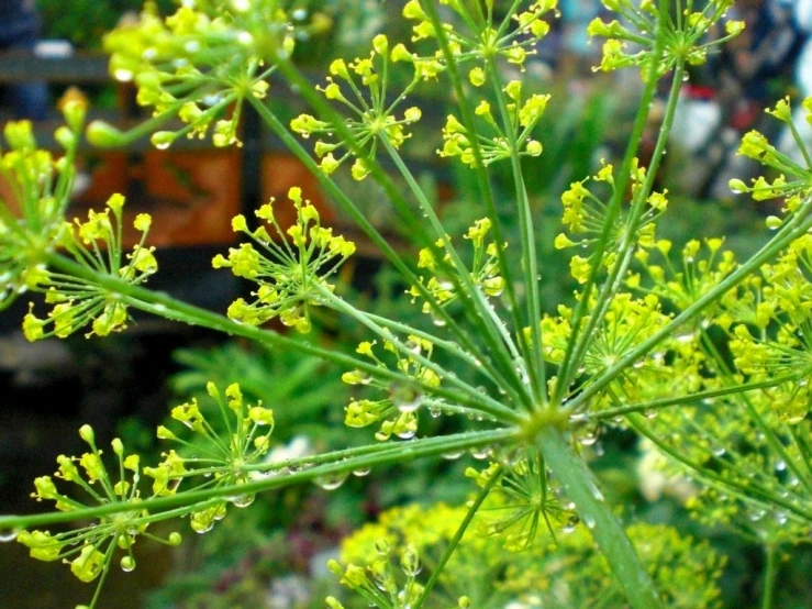 the green flowers on this plant are not quite blooming